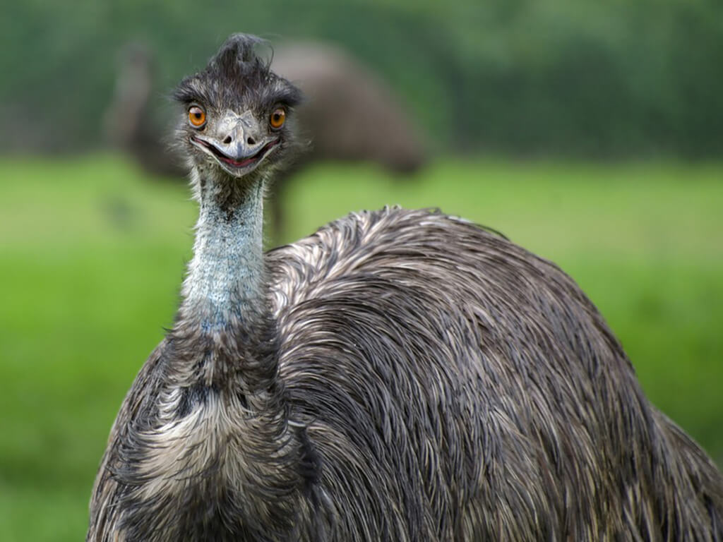 emu bird