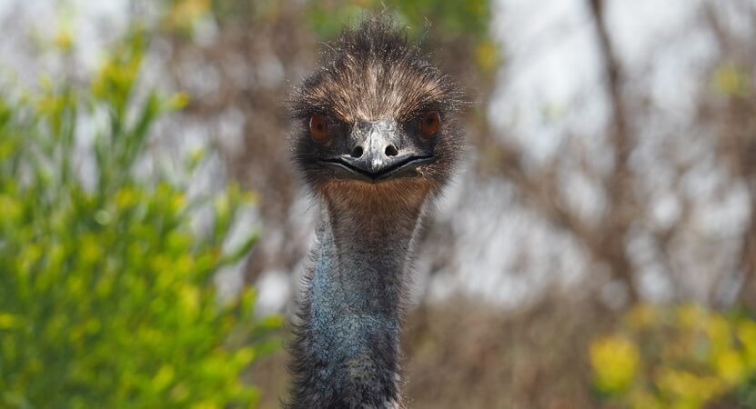 You are currently viewing Emu Oil for Skin, Hair and Health (Updated 2023)