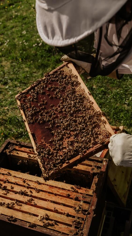 a beekeeper harvesting bees