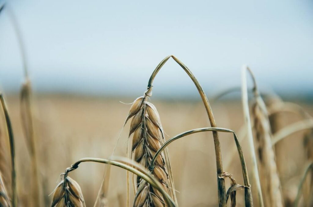 a closeup shot of a wheat crop gluten free beauty products 