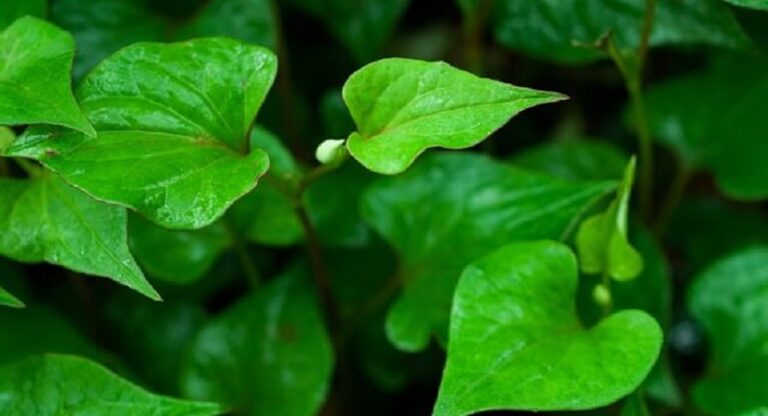 Read more about the article Houttuynia Cordata (Heartleaf) and Skincare in 2023