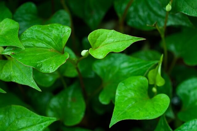 Heartleaf Houttuynia Cordata plant